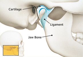 TMJJoint