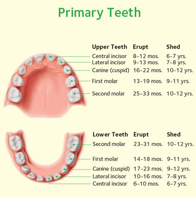 chart-primary-teeth