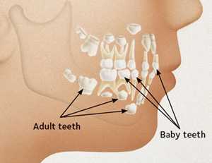 teeth-in-jaw