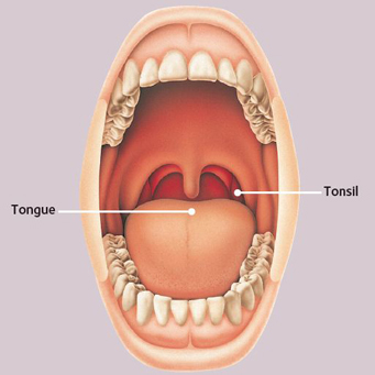 throat-anatomy-english