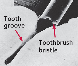 toothbrush-bristle-english